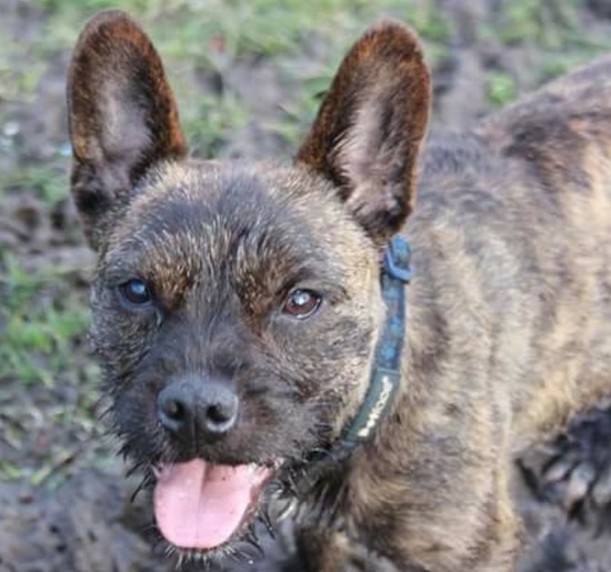 Front view of a perk bat-eared brown brindle, wiry-looking dog with a black nose, brown eyes, a pink tongue and a blue and black collar standing outside.