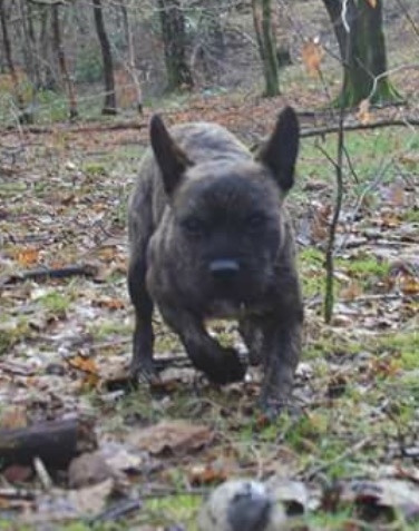 Front view of a perk bat-eared brown brindle, wiry-looking dog with a black nose, brown eyes, a small wiry beard and a blue and black collar running outside in the woods. The dog's ears are slightly pinned back.