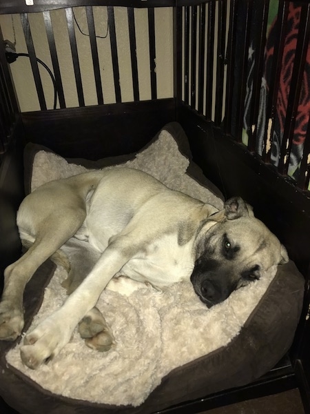 A large breed tan dog with a black muzzle, white chest and belly and a white front leg with dark brown eyes and rose ears that are pinned back laying down inside of a dog crate on top of a tan dog crate liner bed.