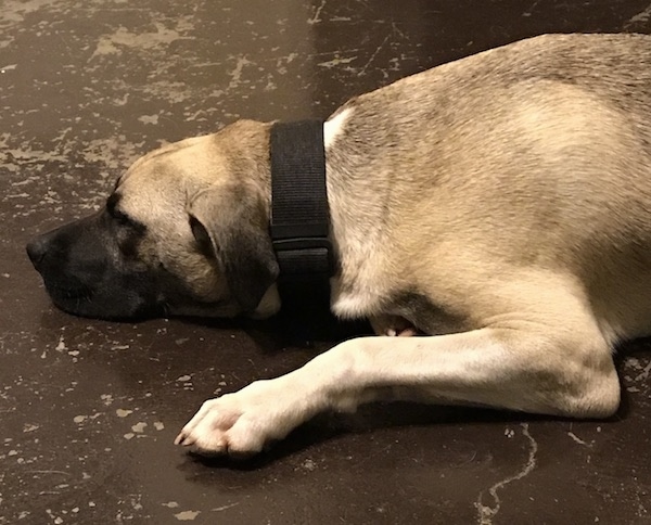 A large breed tan dog with a black snout, black nose and a white front leg with a white patch on the top of its back wearing a thick black dog collar laying down on a painted brown cement floor that has paint chipping.