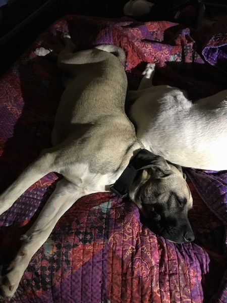 A large breed tan with black and white dog laying down on a bed covered in a purple and pink comforter next to another large breed yellow dog.