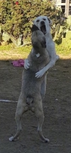 Two large breed dogs playing outside in a grassy yard. The dogs are jumped up on their hind legs with their paws around one another as if hugging. Their mouths are open and they are biting each other. The darker tan dog has a bob tail. The other dog is yellow.