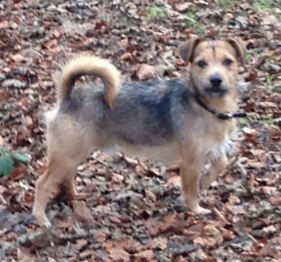 Side View - A scruffy looking tan black saddle patterned dog standing in brown fallen leaves with its tail curled up over its back and its ears folded over to the sides. It has a little bit of white on its chest.