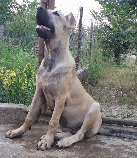 Front side view of a short haired tan and black dog sitting down looking up. Its ears are cropped very short to almost nothing so they stand up. Its muzzle is black and its neck is thick. Its mouth is parted showing its pink tongue and white teeth. Its almond shaped eyes are dark.