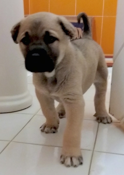 A thick, stocky, large-pawed mastiff looking tan with black dog standing on a white tiled floor with small ears that fold down and its tail curled up and over its back. It has a black nose and dark eyes.