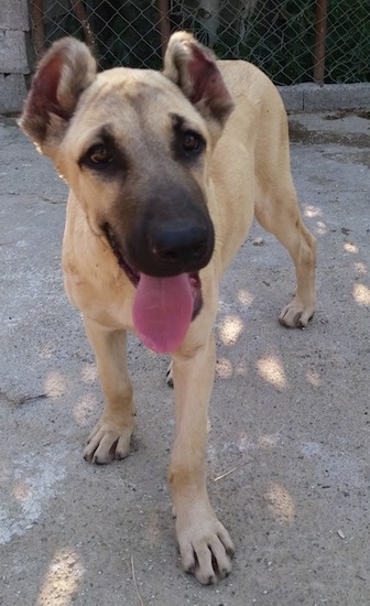 Front view of a shorthaired puppy with a tan coat and a black muzzle. It has ears that are cropped in a round shape and a big black nose with dark eyes. Its pink tongue is hanging out.