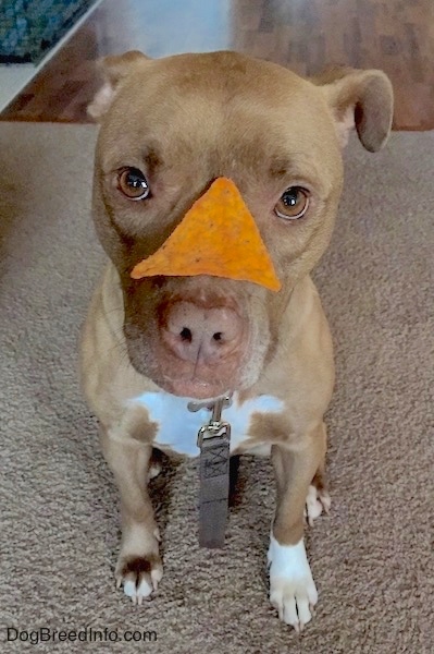 A reddish-brown dog with a brown nose, brown lips and white on her chest and tips of her paws sitting on a brown carpet with a Dorito chip on her snout looking up at the camera.