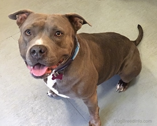 Top down view of a gray with white Pit Bull Terrier is sitting across a tiled floor, it is looking up, its mouth is open and its tongue is out. It is looking up.