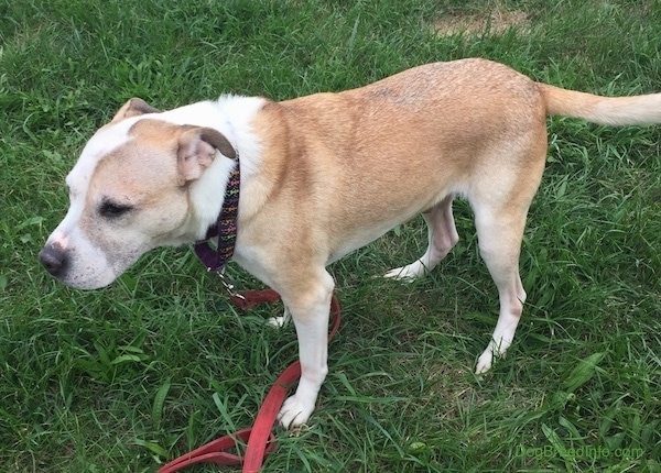 Side view of a tan with white dog standing in grass with its tail out and level with its body. Its rose ears are pinned back, its nose is black and its eyes are dark.