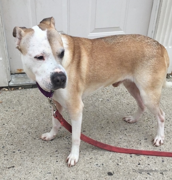 Side view - a tan with white dog with a large forehead, dark eyes and a black nose standing outside on concrete in front of a white door. The dog's ears are pinned back and it has extra skin around its shoulders. It is holding its tail low.