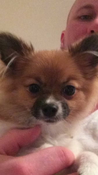 The face of a fluffy, little brown, white and black dog with perk ears, a black nose and wide round dark eyes being held by a man who has part of his face in the top right of the image.