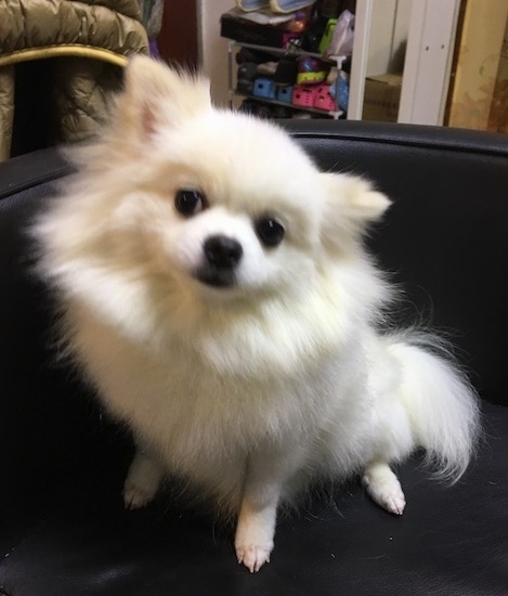 Front view of a thick coated, fluffy whtie dog with big black eyes and a black nose sitting on a black leatehr couch with its head tilted to the right. The dog has little paws and it looks like a Gremlin.