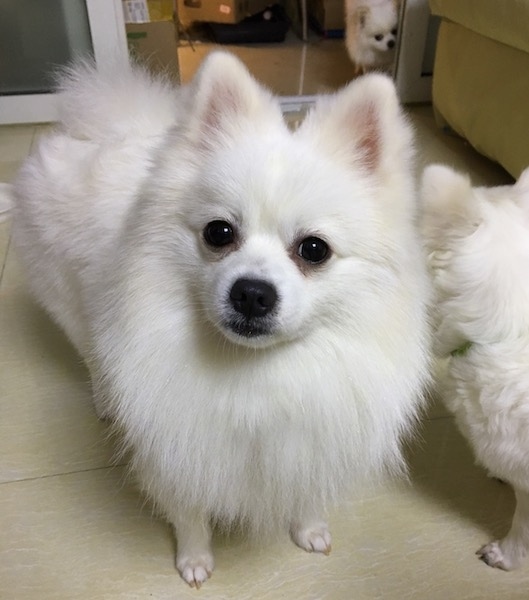 A toy sized white dog with thick soft fur, small perk ears, a black nose, black lips, black round eyes and a tail that curls up over its back.