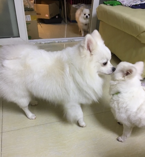 A toy-sized white dog with thick soft fur, small perk ears, a black nose, black lips, black round eyes and a tail that curls up over its back standing inside of a house on a tan floor.