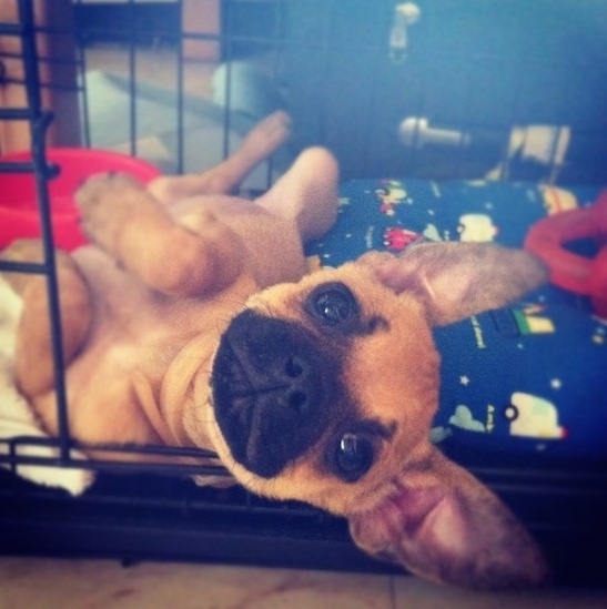 A small round-headed, pushed back faced dog with large round black eyes laying down on its side belly-up on its side inside of an open dog crate with its ears standing out flat in a perked pose.