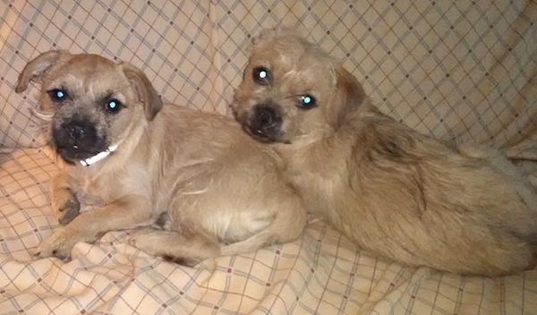 Two small breed wiry looking, tan with black dogs with small fold over ears laying down on a tan couch. They both have black noses with black on their snouts.