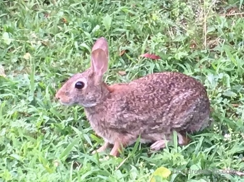 Side view - A small gray and tan animal with very soft fur, large perk ears, wide round dark eyes, a small nose and small legs sitting down in grass.