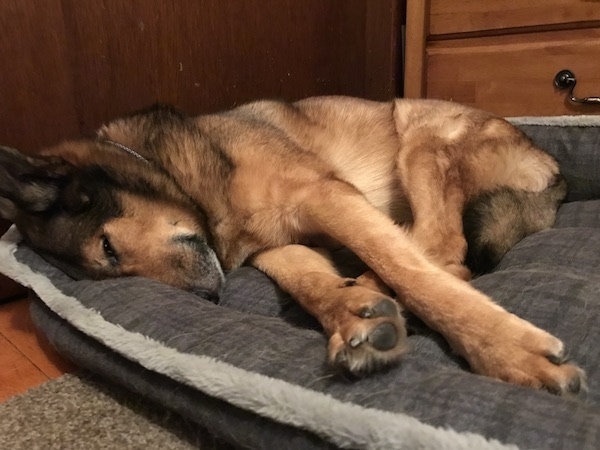 A thick -coated dog laying down on its side with one eye open on top of a dog bed. The dog has big paws and a long tail that is wrapped around its back end.