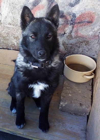 Front view - A black with gray and white dog with a long snout and perk ears sitting on top of a wooden bench with a tan pan of water next to it in front of a stone wall. The dog has a thick medium haired coat and brown eyes.