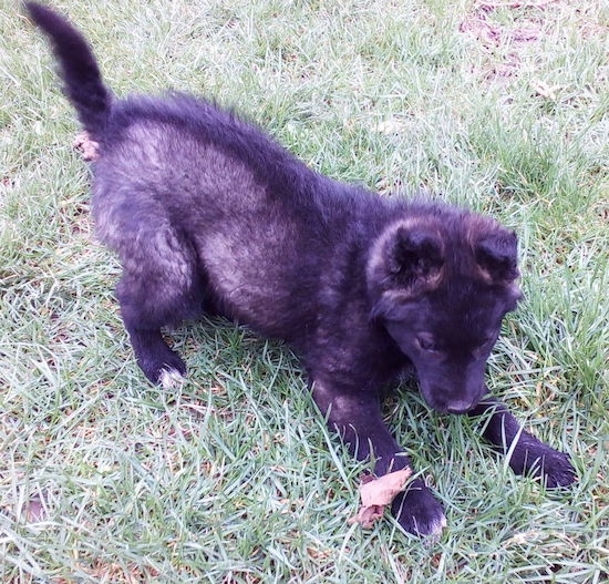 Front side view  - A fluffy black with gray and white dog playing with a leaf in the grass.