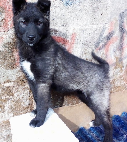 Side view  - A thick-coated, fluffy black with gray and white dog standing with its front paws up on a ledge in front of a stone wall looking over at the camera.
