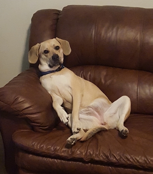 A large breed tan dog with big round eyes and a black nose laying in the corner of a brown leather couch belly out with its front paws relaxed down in front of it. The dog has large soft looking ears that hang down to the sides.