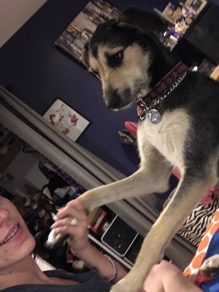 Front side view of a black with tan dog standing on its hind legs with its paws in a smiling girls hands. The dog has a black nose and dark eyes with ears that fold down to the sides.