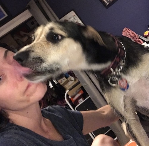 Front side view of a black with tan dog with its front paws jumped up on a girl who is sitting on a bed. The dog is licking the girl's nose with its pink tongue. Its ears are pinned slightly back and it has dark eyes and a black nose.