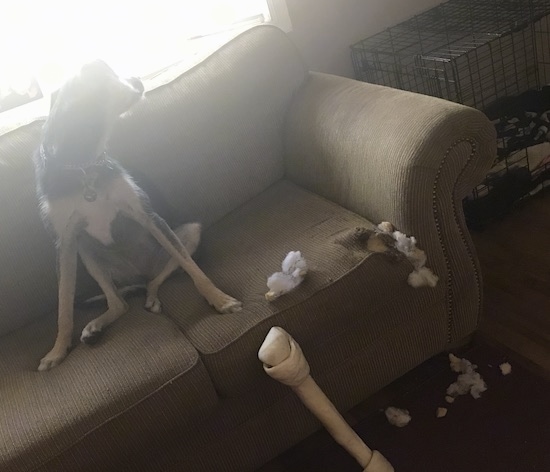 Front view of a black and tan dog sitting on a tan couch turned and looking out of a sunny window. The couch has a hole in the cushion and there is white stuffing coming out of it and spilling down to the floor. There is a large tall rawhide bone leaning against the couch and a black dog crate next to the couch.