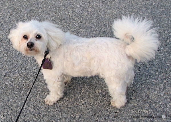 The left side of a thick wavy coated, white Zuchon dog standing across a street. It has a thick long tail that curls up over its back.