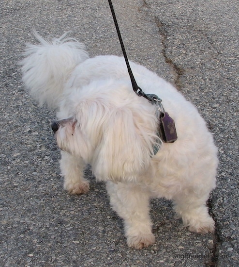 A short legged, low to the ground, long bodied, white Zuchon is standing in the street and it is looking to the left.