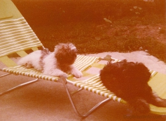 Two fluffy, thick-coated puppies with fuzzy ears that hang down to the sides, black noses and found heads laying down on a green and white lawn chair outside on a cement patio. One dog is white with brown and the other dog is brown with black.