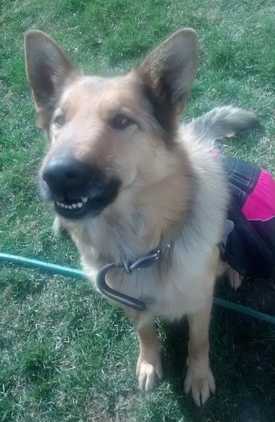 View from the top looking down at a tan with white and black dog wearing a hot pink pouch vest sitting in grass on top of a garden hose looking up. It has a thick coat and its bottom teeth are showing.