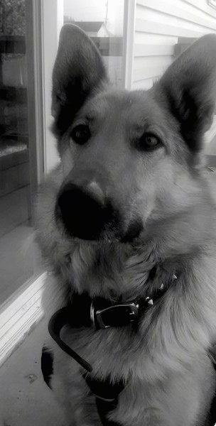 Front view of the head and shoulders of a thick coated shephered looking dog with large perk ears a long muzzle and a big black nose. The dog is wearing a spike collar sitting outside on a deck next to a sliding glass door.