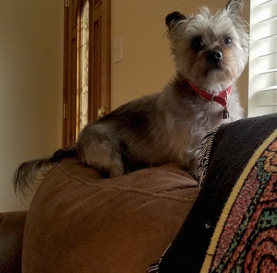 A soft looking small bree dog wearing a red collar sitting up on the bak of a brown couch in front of a window. The dog has fringe hair coming from his face a big black nose, wide round dark eyes, small perk ears and a long tail with fringe hair coming off of it.