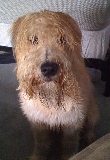 Front view - A wet looking, tan Soft Coated Wheaten Terrier dog is laying down on a bed looking forward. The dog has longer hair on its face that covers up its eyes and a big black nose.