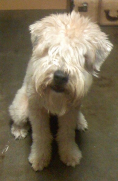 Front view - A tan Soft Coated Wheaten Terrier dog is sitting across a carpet with its head slightly tilted to the right looking forward. The dog has longer hair on its face that covers up its eyes and a big black nose. The dog has a beard.