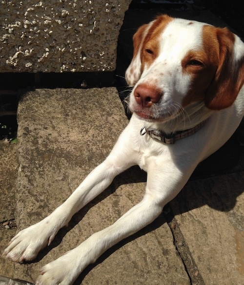 Top down view of a white with red Spanador that is laying across a stone surface. It is facing the left. Its eyes are squinting in the sun and it has a brown nose.