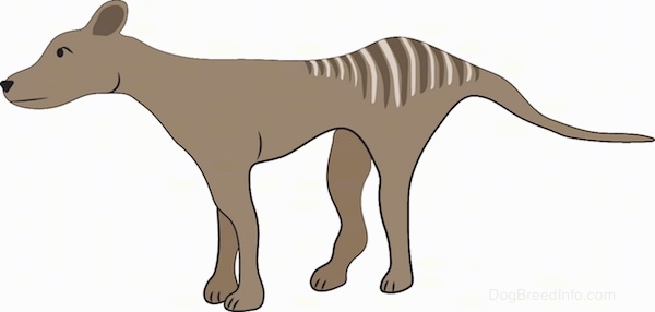 A brown dog with stripes on its coat facing the left. The dog has a long muzzle, a long tail and a long skinny body. It has small perk rounded ears.
