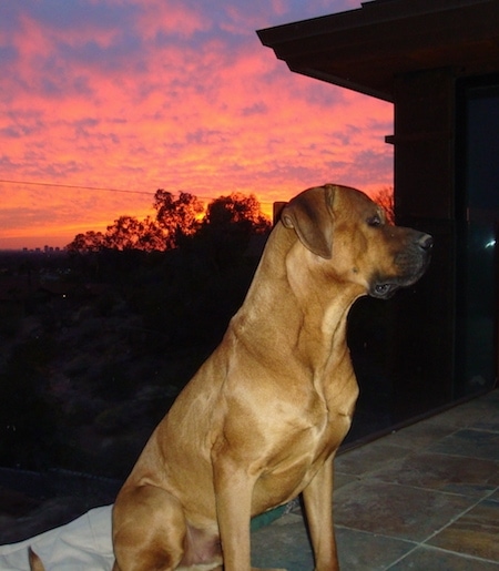 Side view of an extra large orange-tan dog with a wide chest and muscles sitting outside on a tiled deck with a pretty bright orange-red sunset behind him. The dog has a black muzzle, a black nose and soft looking, wide ears that hang down to the sides.