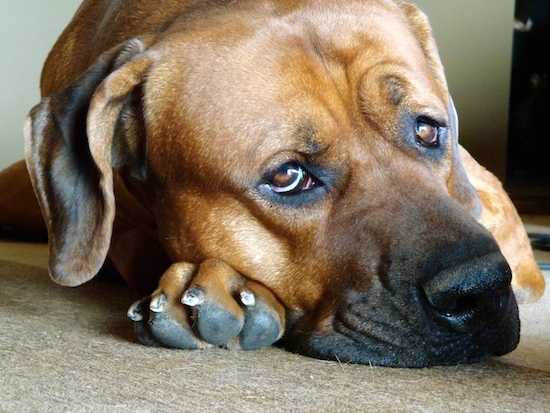 Close up head shot of a large breed dog with wrinkles on his forehead, brown sleepy eyes, a big black nose, ears that hang down to the sides resting his head on his very large paw.