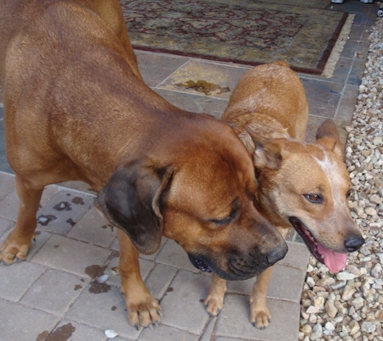 View from the top looking down at a brownish-red extra large dog with black ears that hang down to the sides standing next to a red heeler dog who has brown eyes and its tongue hanging out looking hot.