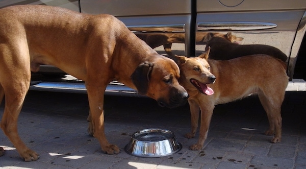 An extra large reddish brown mastiff dog standing next to a truck holding his head low while standing next to a red heeler dog with its tongue out looking hot. They are next to a water bowl.