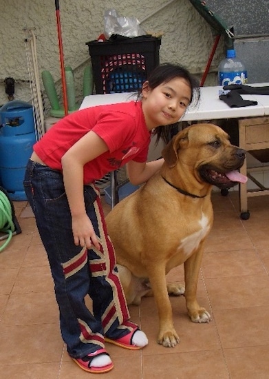 A little girl in a red shirt leaning over an extra large reddish tan dog with a wide chest with white on it. The dog has a black muzzle, black lips, dark rimmed eyes and a thin black collar.