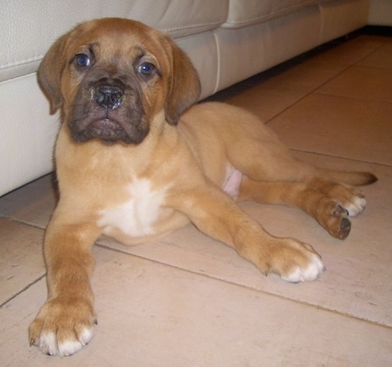 Front view of a small reddish brown puppy with a black nose that has snot coming out of it. The dog has white tips on his paws and white on his chest with ears that hang down to the sides.
