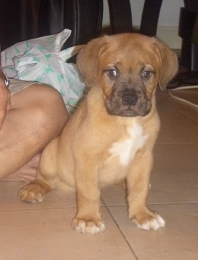 Front view of a small, but thick puppy with a dark muzzle and a black nose. Its ears hang down to the sodes and its eyes are dark. The dog is sitting on a tan tiled floor next to a person who is sitting in indian style.