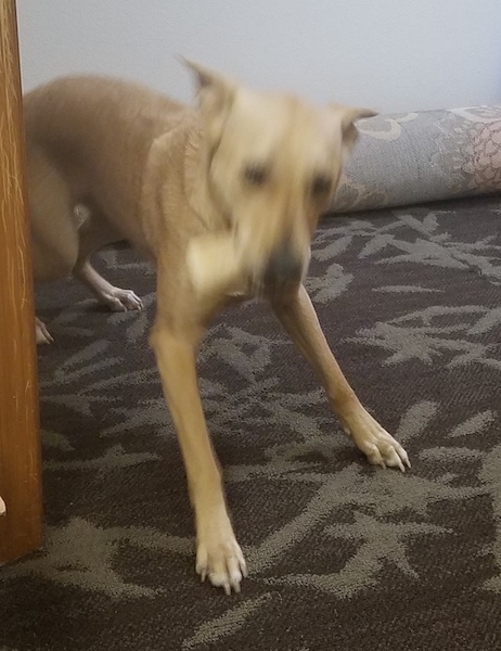 Front side view - A tan tall dog with ears that are flying back and downplay bowing on a brown carpet inside of a doorway with a bone in his mouth.