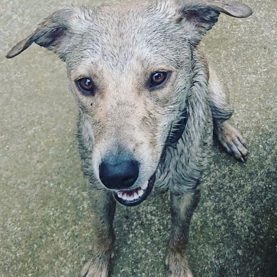 Front view from the top looking down at a tan dog that is all muddy sitting outside in a driveway. The dog has brown almond shaped eyes, a black nose and ears that fold down and out to the sides.