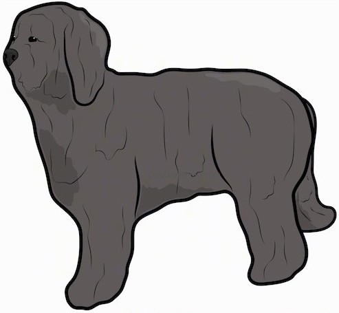 Side view of a drawing of a large breed dark brown dog with a very long flowing coat and long ears that hang down to the sides with a short muzzle standing