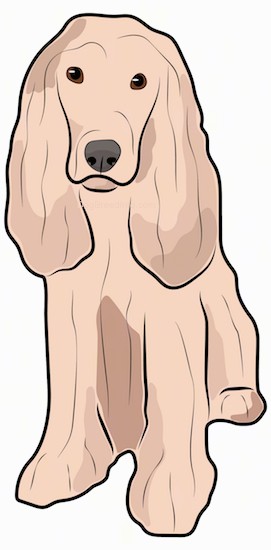 Side view of a drawing of a cream colored dog with a very thick long coat that touches the ground, a short muzzle with a black nose and long thick ears that hang down to the sides with long hair hanging from them.